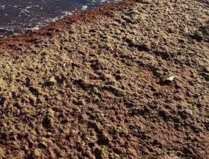 TEKİRDAĞ SAHİLİNDE KIZIL YOSUN İSTİLASI