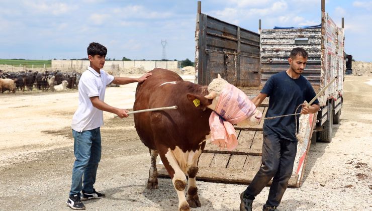 KURBAN PAZARI’NDA BAYRAM HAREKETLİLİĞİ BAŞLADI