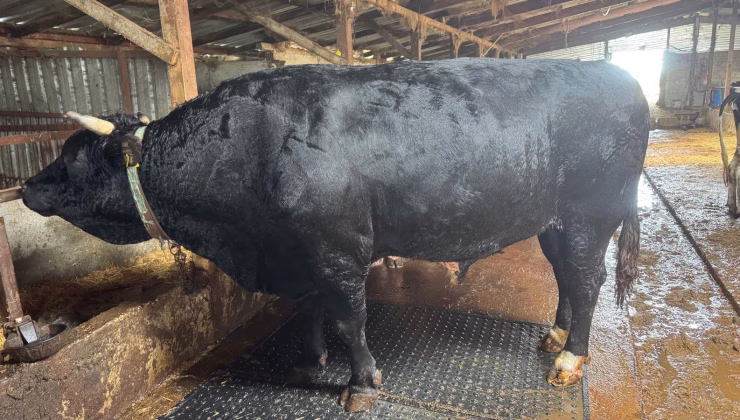 1250 KİLOLUK DEV TOSUN SATILDI