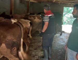 ŞAP HASTALIĞINA KARŞI AŞILAMA BAŞLATILDI