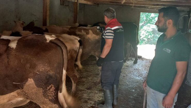 ŞAP HASTALIĞINA KARŞI AŞILAMA BAŞLATILDI