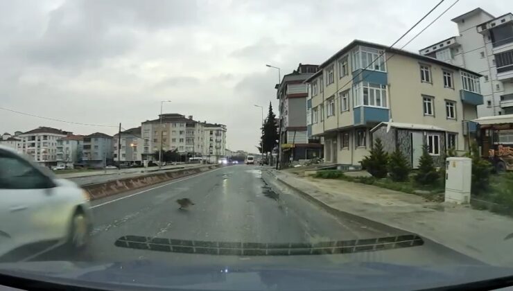 ÇERKEZKÖY’DE ARABANIN ÖNÜNE ATLAYAN KEDİ, ÖLÜMDEN DÖNDÜ