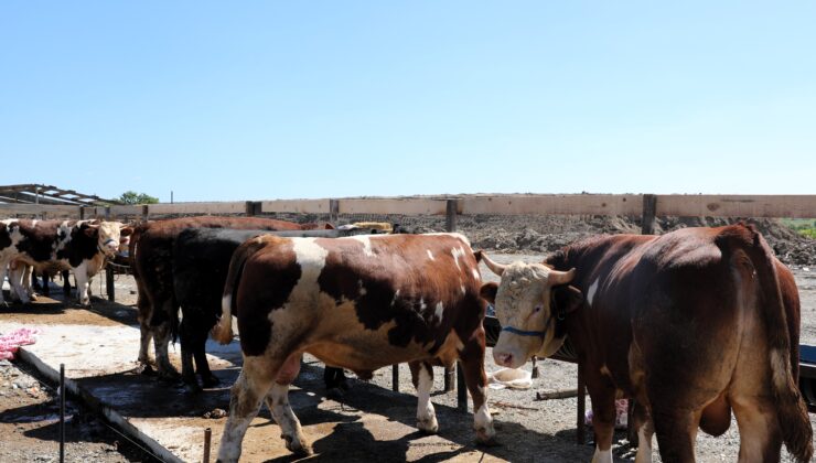 KURBAN SATIŞ VE KESİM YERİ’NDE KURBANLIKLAR HAZIR
