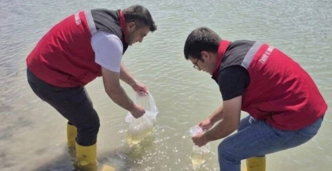 KIZILPINAR GÖLETİ’NE 15 BİN BALIK SALINDI